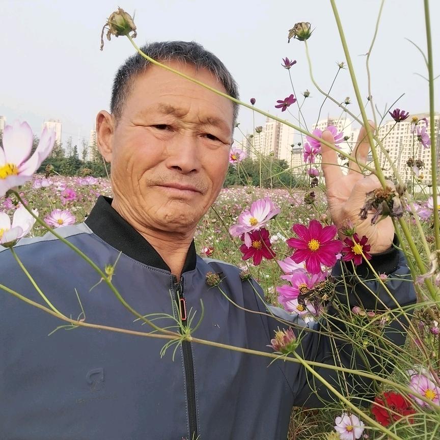 夕阳红。