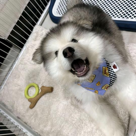 桐君阁