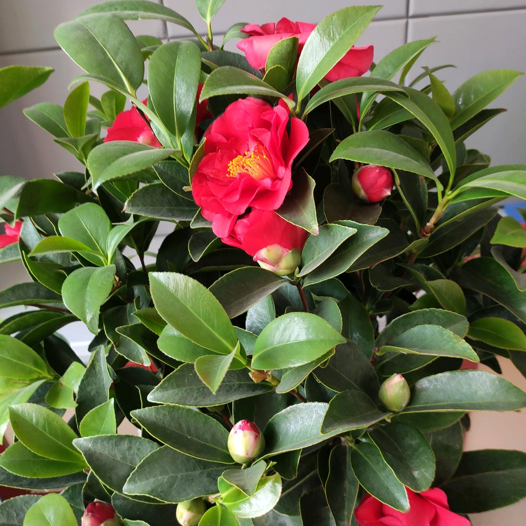 玲若繁花拒绝私聊