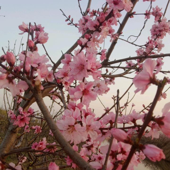 💋全糖去冰💋