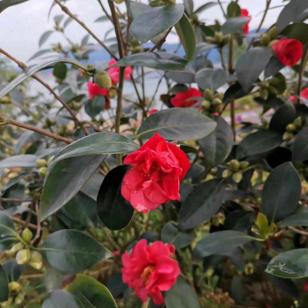 山茶花