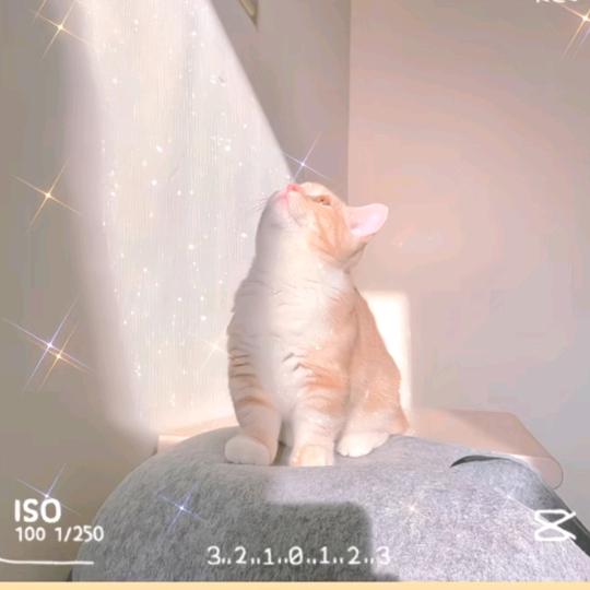 萌萌猫🐱
