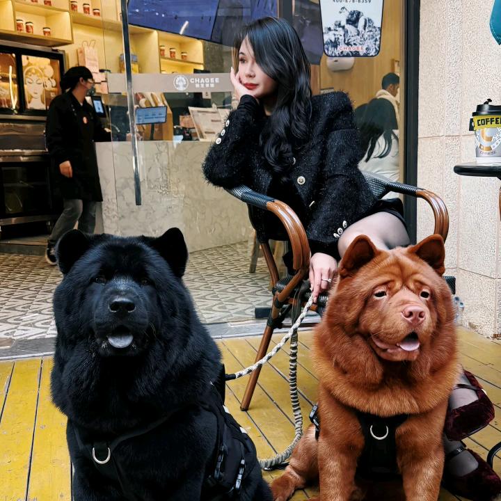 纵横田园犬