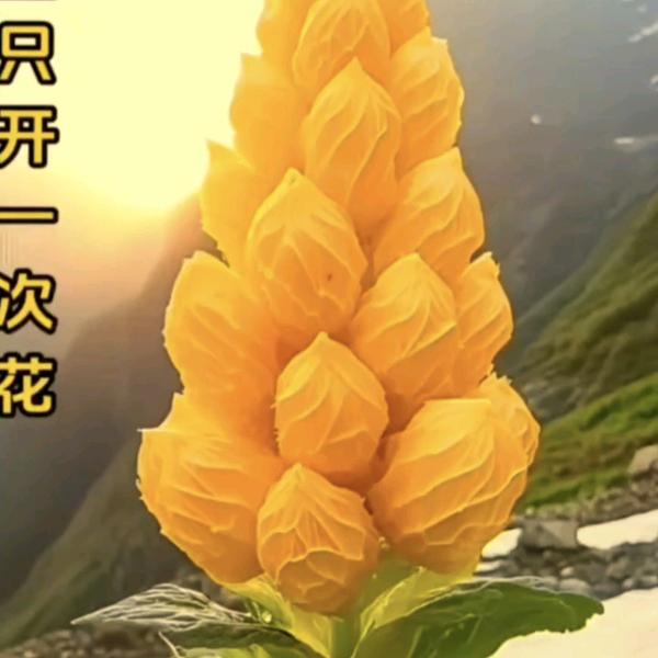 藏宝山房