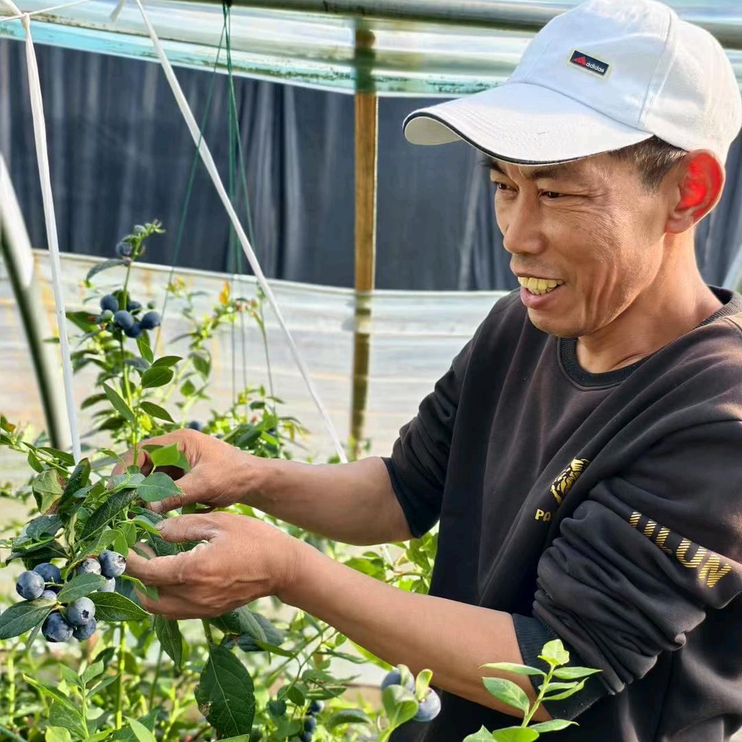 盛世杰蓝莓采摘园