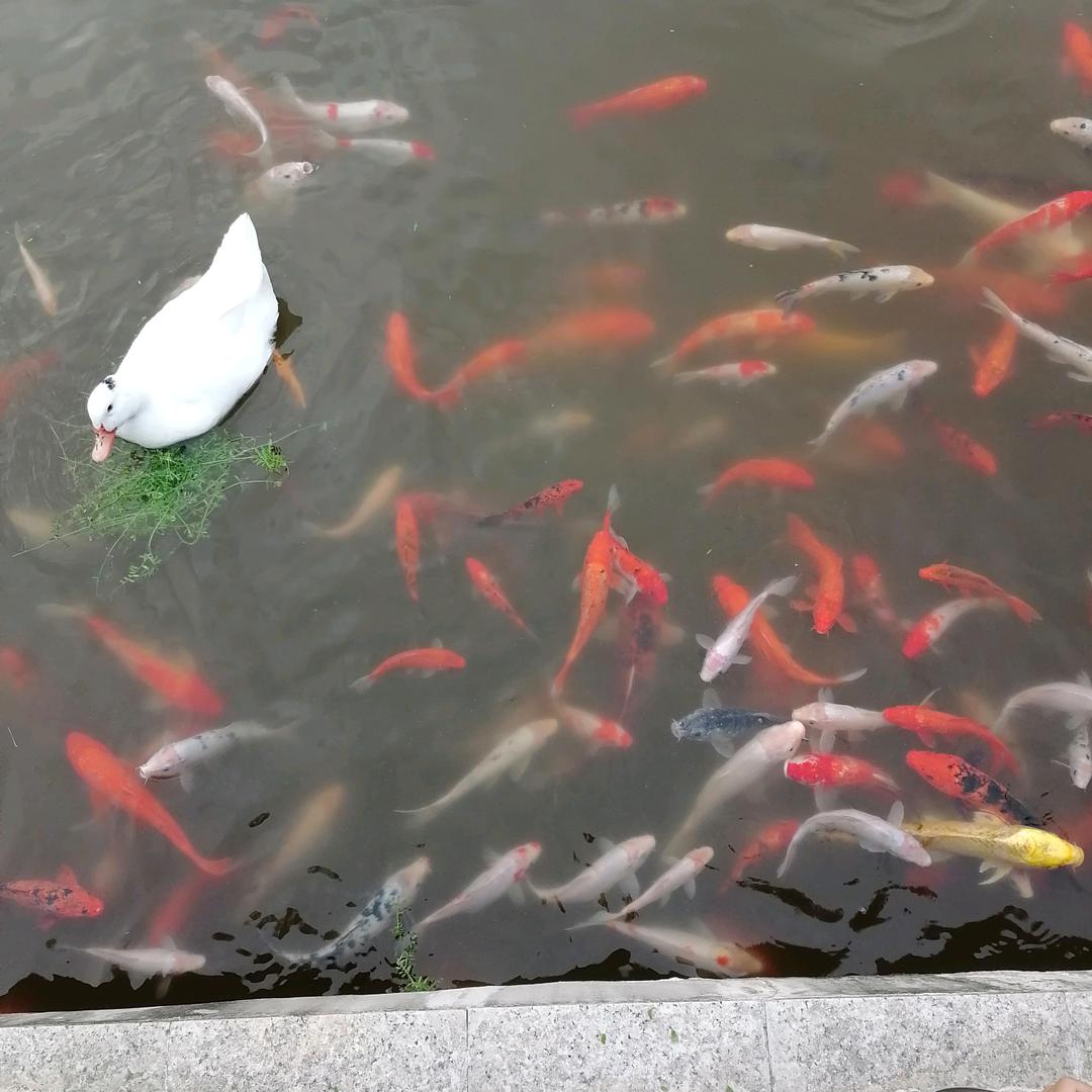 季季发