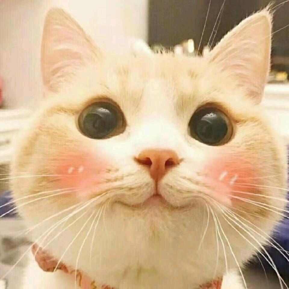 小杨宠物