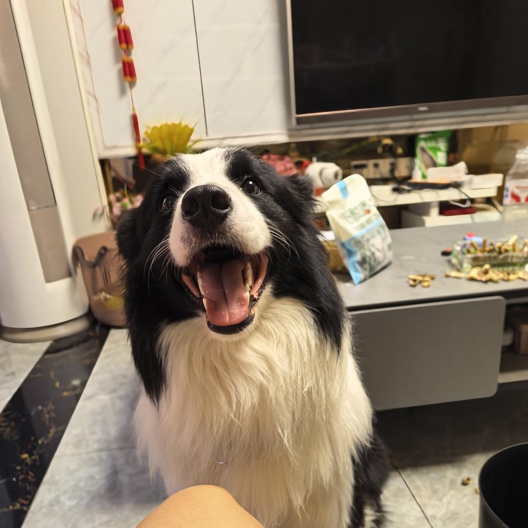 笨笨是好狗