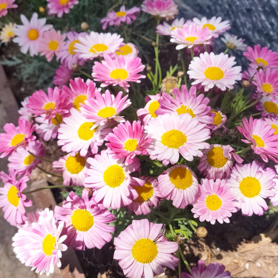 「浅笑☀暖阳」