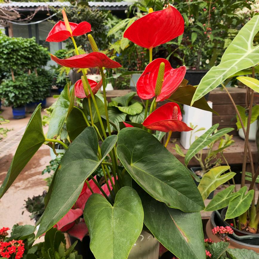 时光荏苒