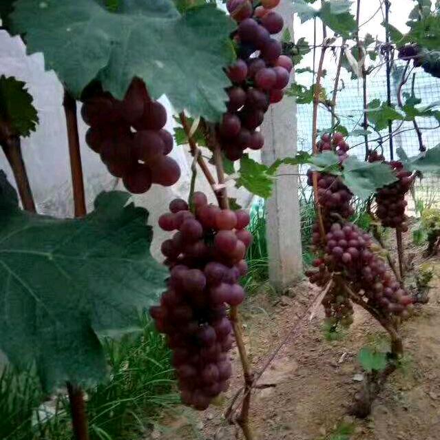 @🇨🇳🍇春祥®👕🇨🇳