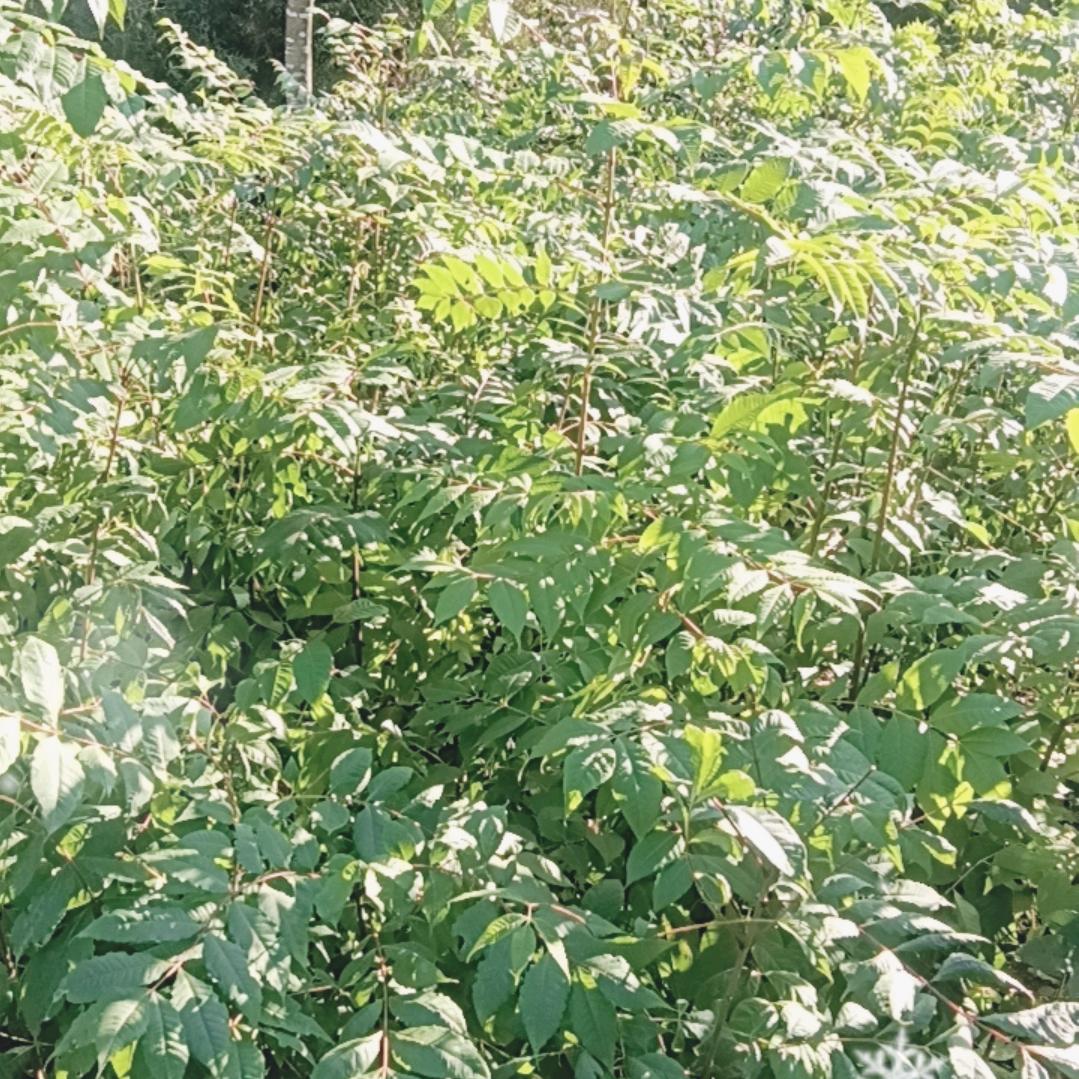 熊强英