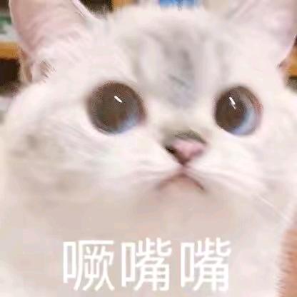 猫饼
