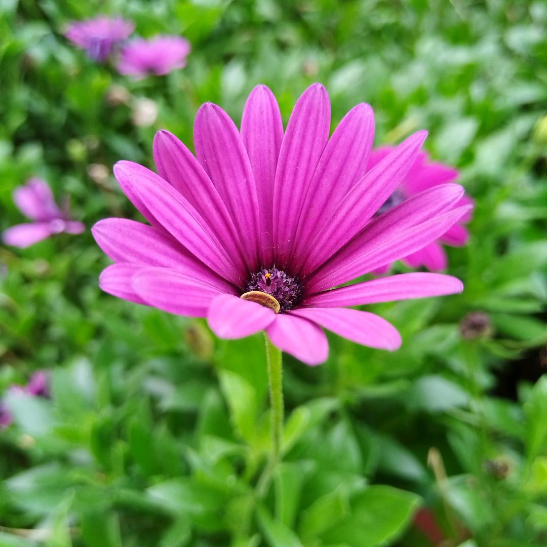 岁月缝花