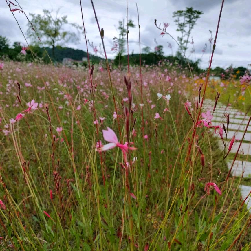 岁月静好