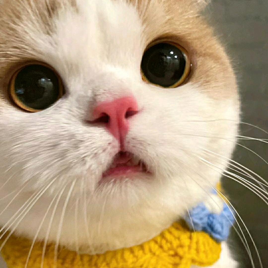 倾心姐