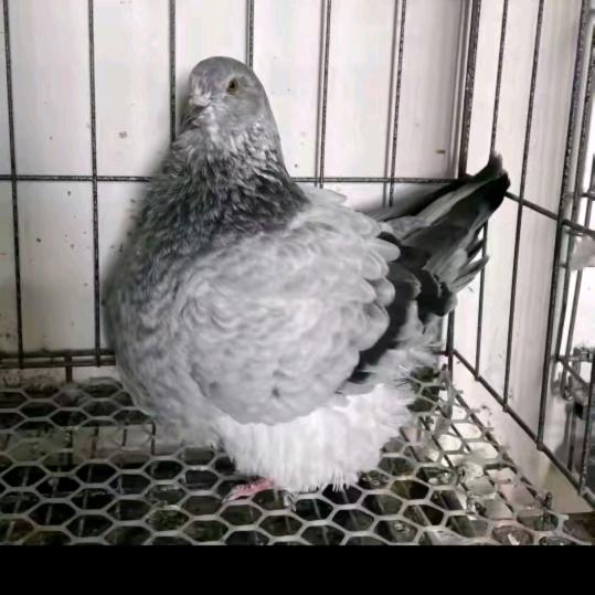 诚信天下鸽舍