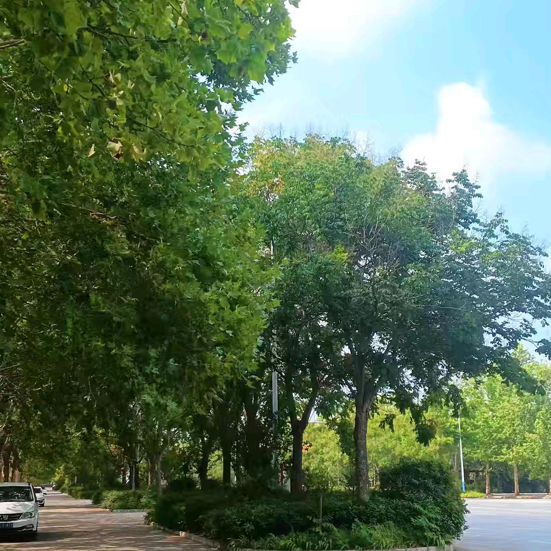 安欣