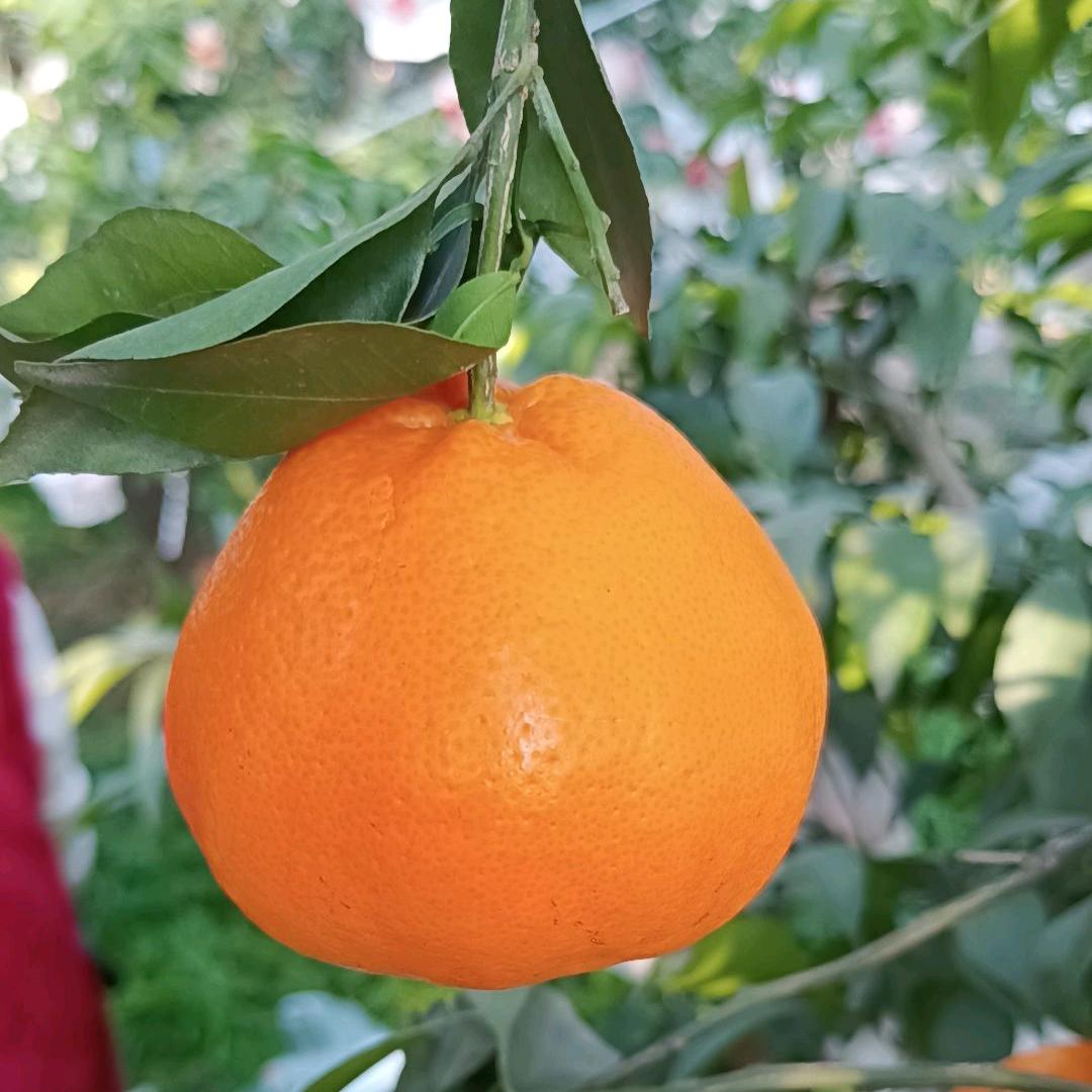 芩妹儿橘橙