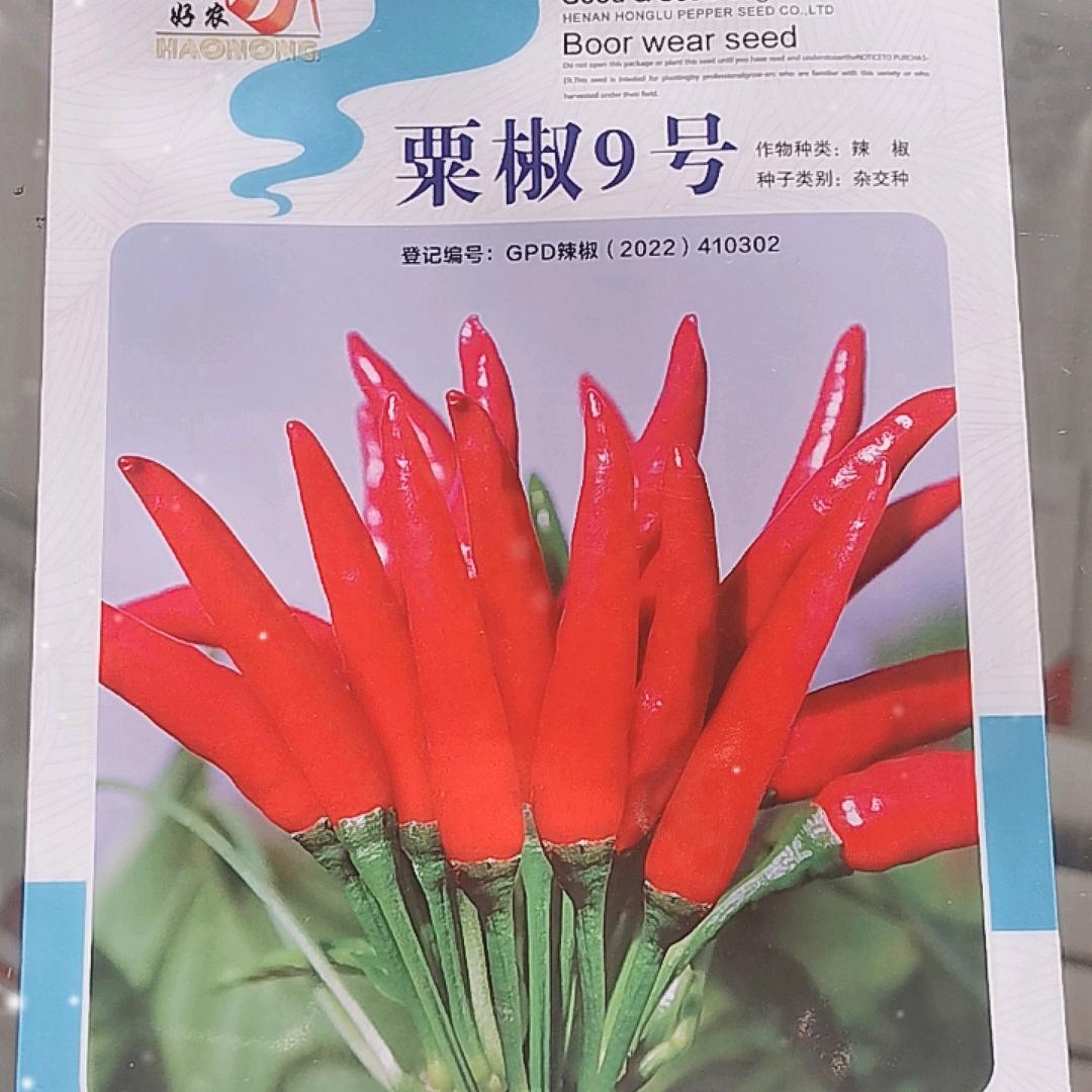 红绿辣椒种业姣姣