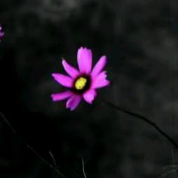 江达，卓💕嘎