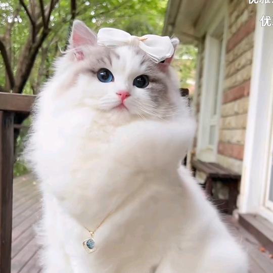 梓萌