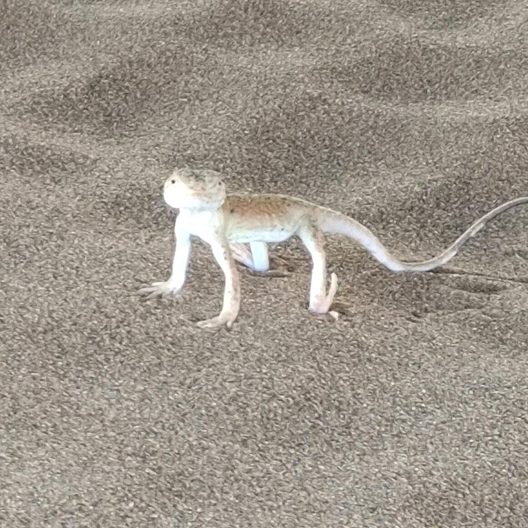 小刚哥