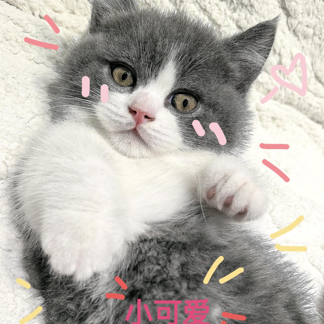 萌宠成长记