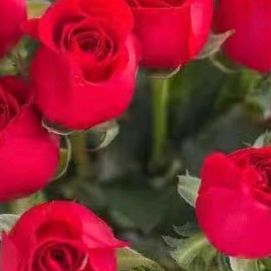 🌹🌹农村🌹凤姐 🌹🌹