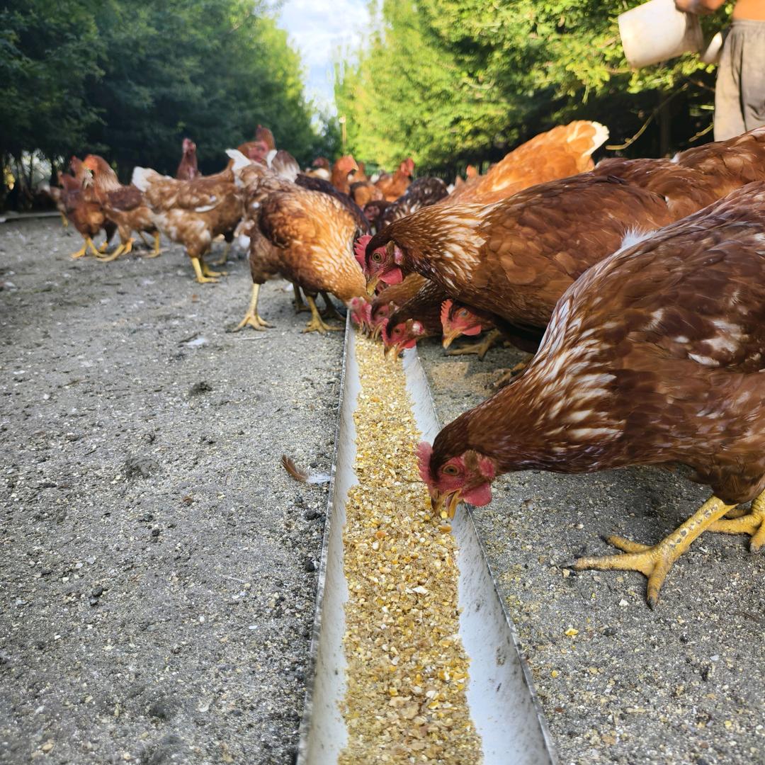 沈阳于洪瀚祥农产市集