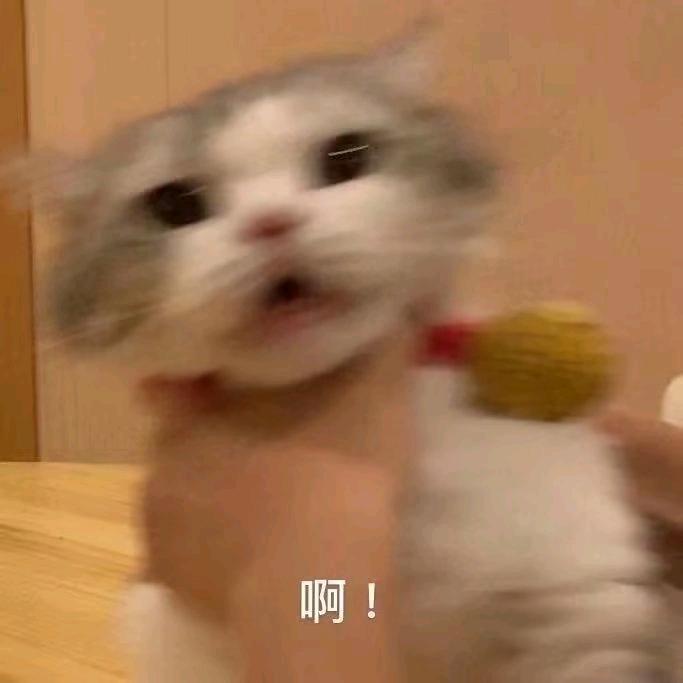 小狗小狗慢慢走