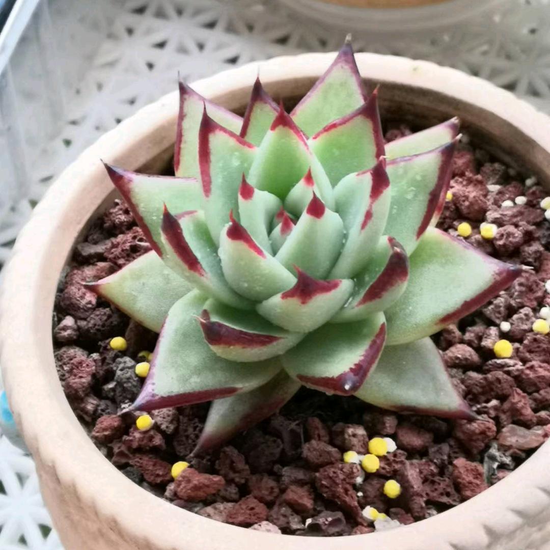 次第花开🌷