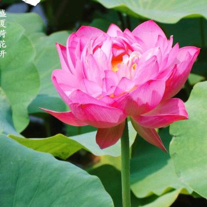 即墨山水养乐多