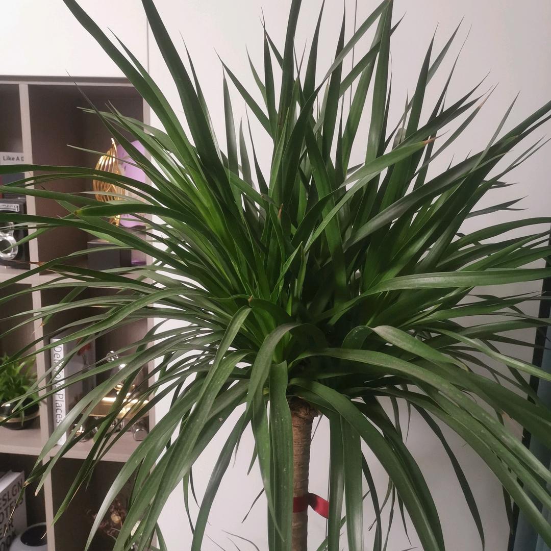 富裕🇨🇳犬业