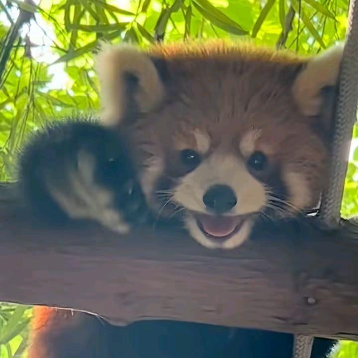 可乐爱吃梨头像