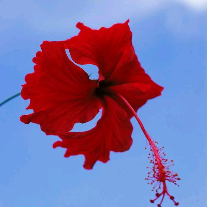 执着 🌹