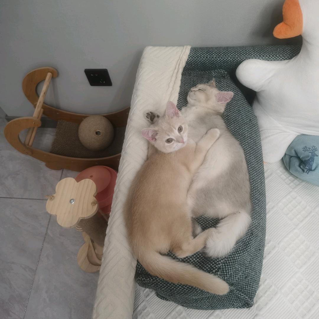 福宝福豆