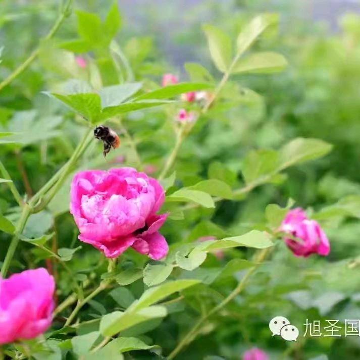 柒玥柒