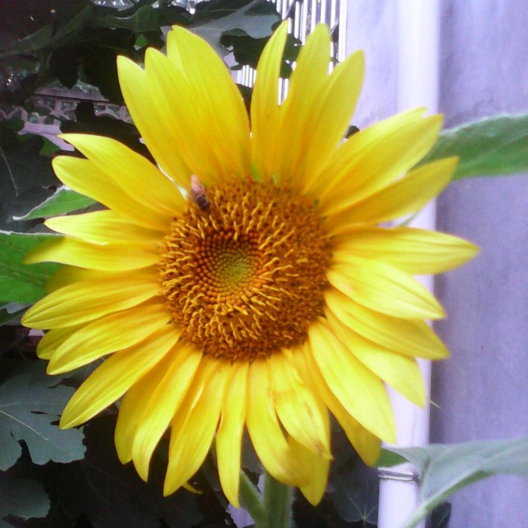 🌻🍭
