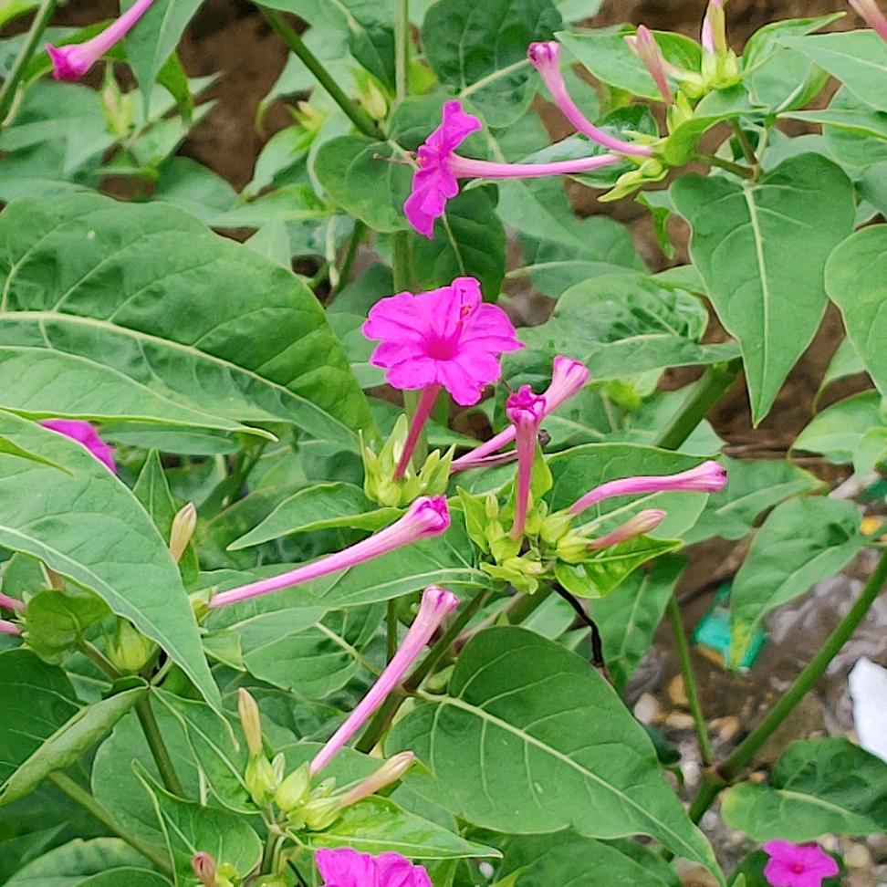 唯美花语