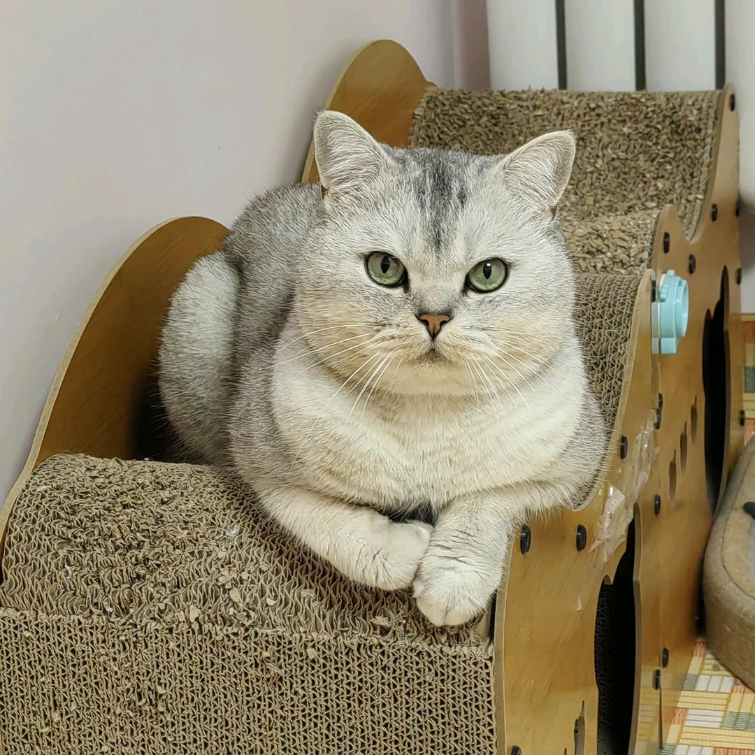 晓柒爱吃草莓🍓。