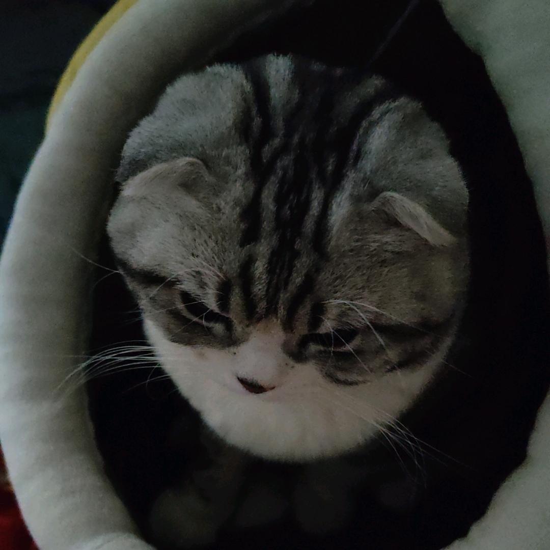 大大怪