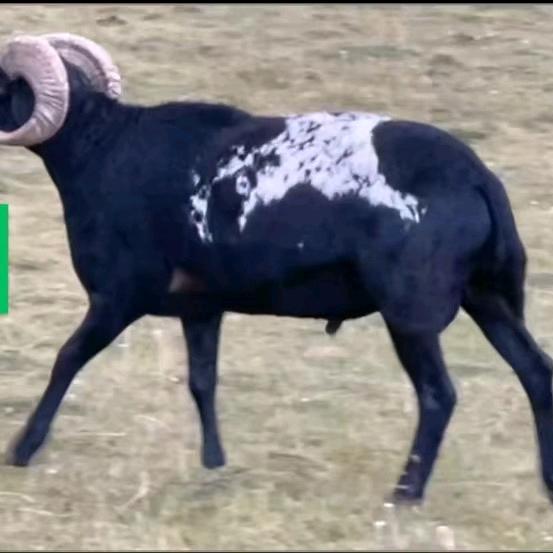 买总（养殖公司）