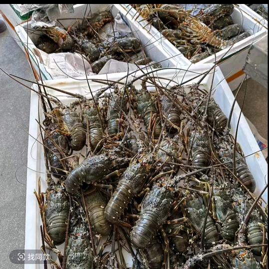 干海产的表（小青龙源头直供）东兴