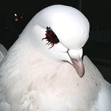 旭日黄昏  ⃒⃘⃤🅴