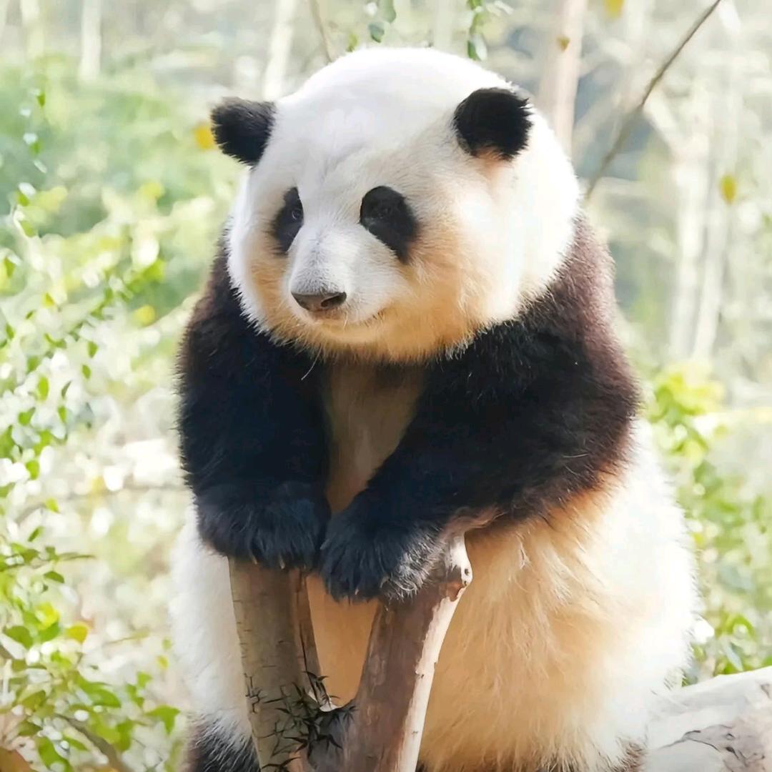 🐼傷鱼
