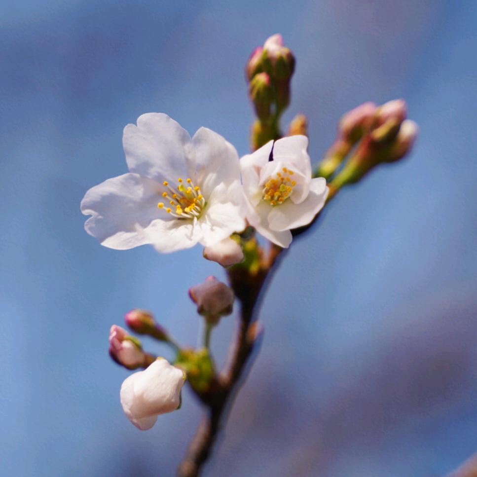 珍奇的治愈百宝袋