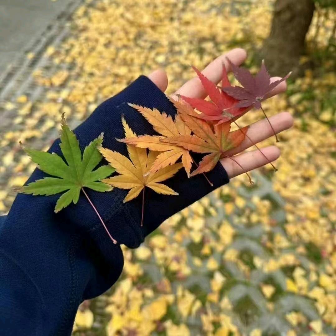 黄花菜（龙山妹）🌸☜