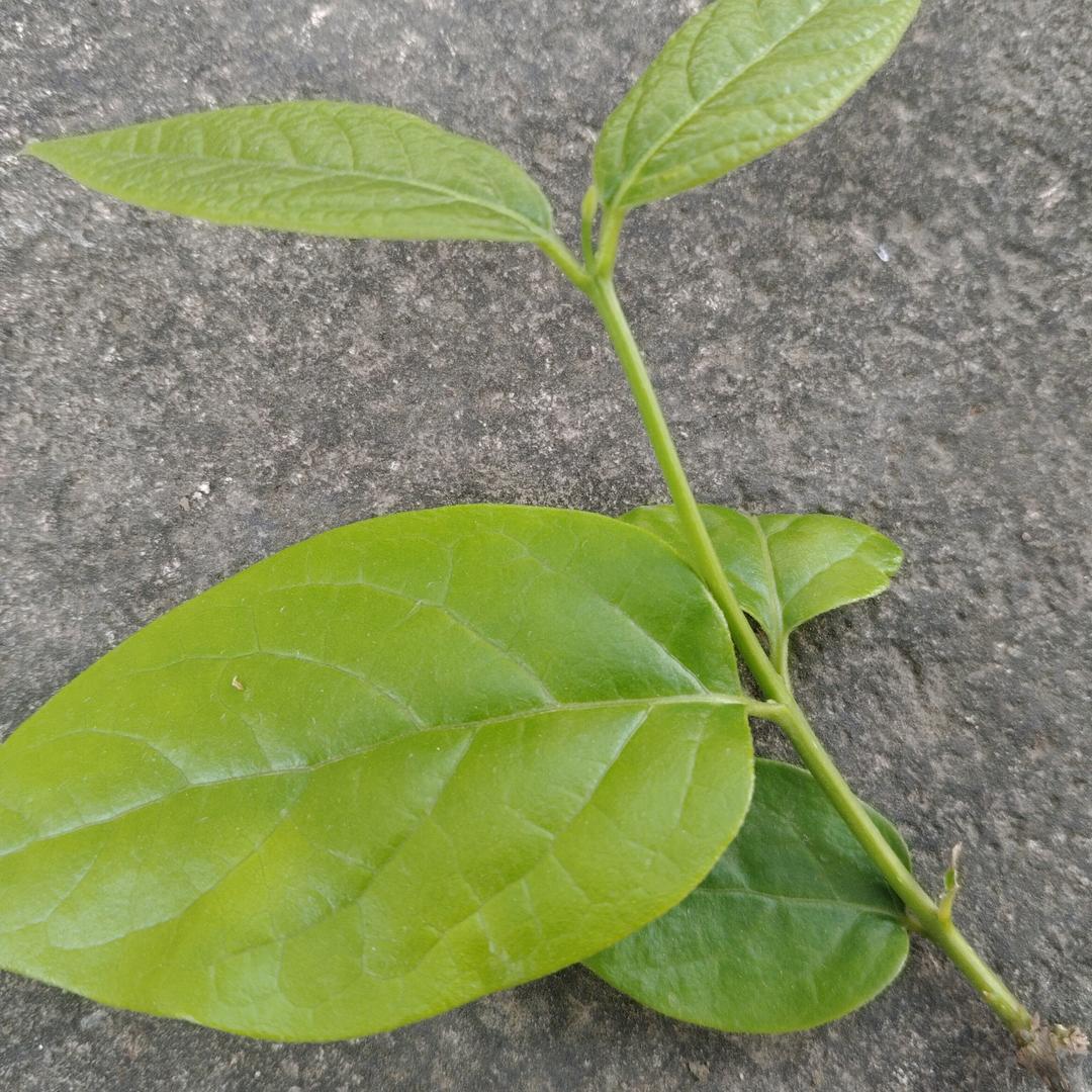 只为遇见你