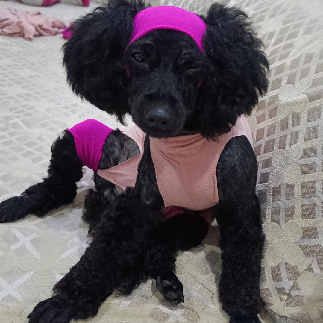 💋小柠檬